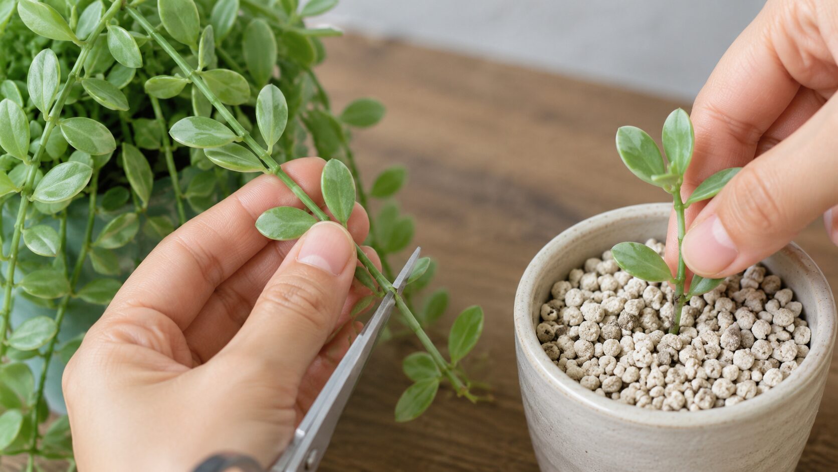 ディスキディアの茎を節の近くで切り水はけのよい用土へ挿す手順