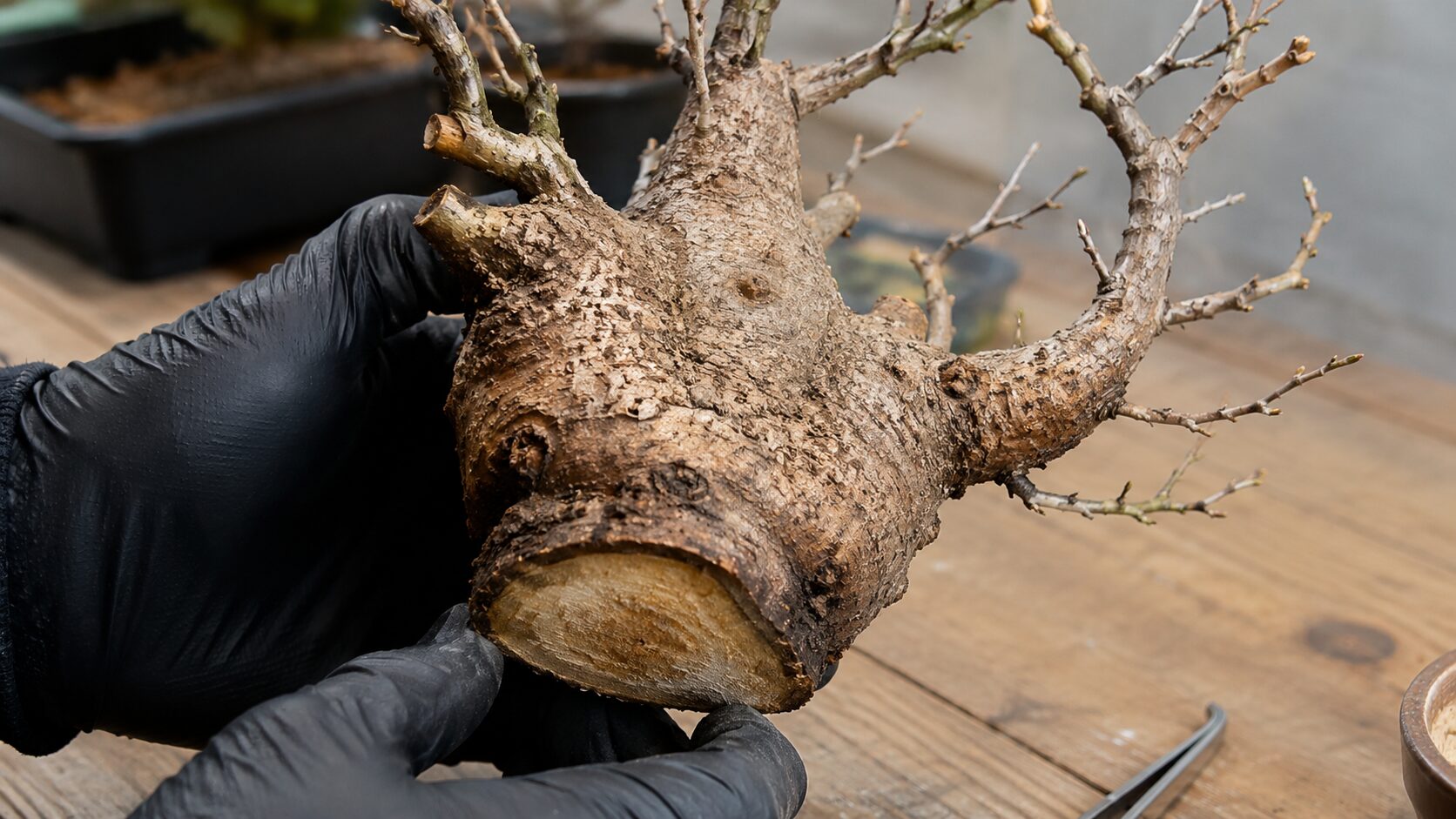 手袋を着用してオペルクリカリア・パキプスの幹や切断面の鮮度を確認する様子