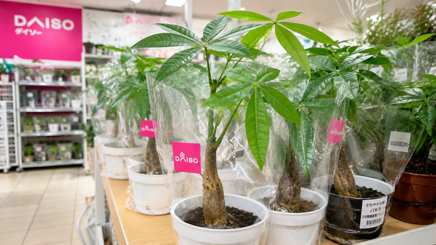 ダイソーの観葉植物コーナーに並ぶパキラの小鉢を写した実写画像。実生らしい株元のふくらみがあるパキラ苗が複数並び、ダイソーでパキラが買えるイメージが伝わる。