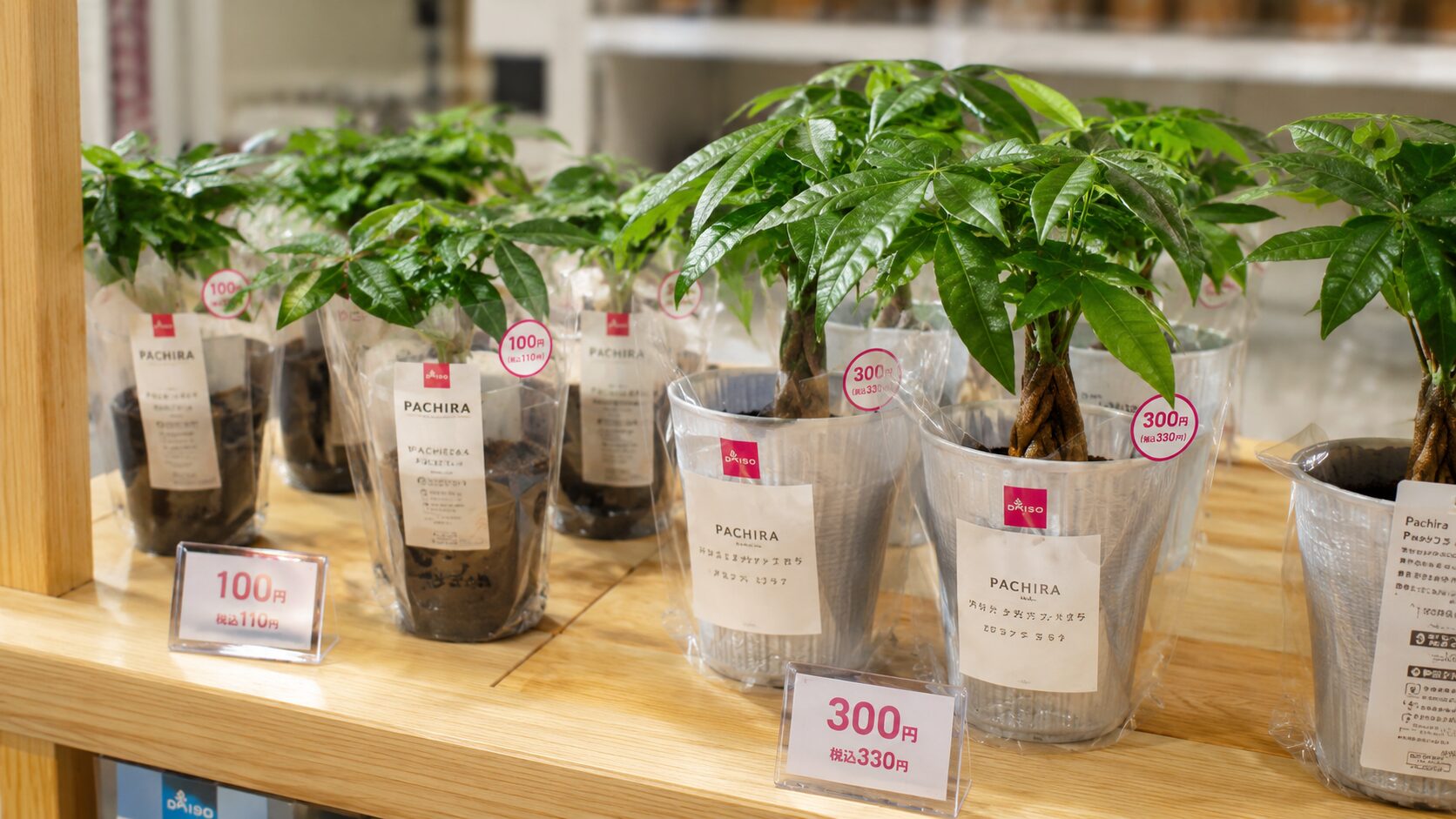 ダイソー店内の棚に並ぶパキラ苗と100円・300円の価格表示を写した実写画像。ダイソー苗の価格帯や売り場の雰囲気がわかる。