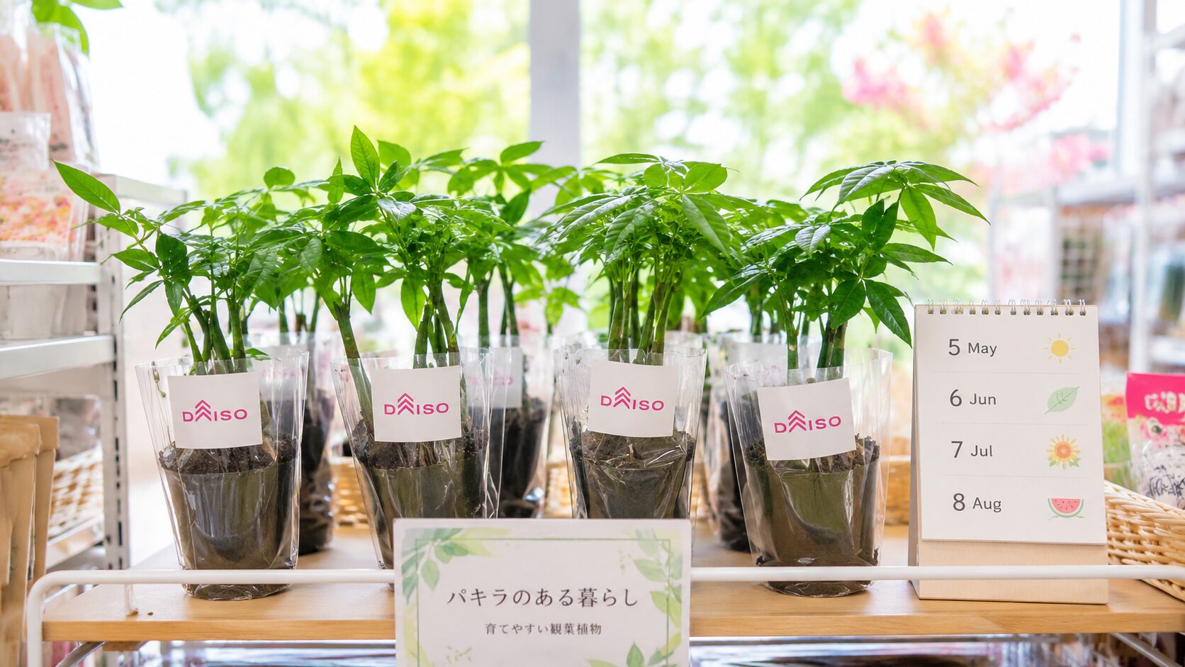 ダイソーの店頭に並ぶパキラ苗と、5月から8月の季節を示すカレンダーを組み合わせた実写画像。春から夏に入荷しやすい時期の目安をイメージしやすい。