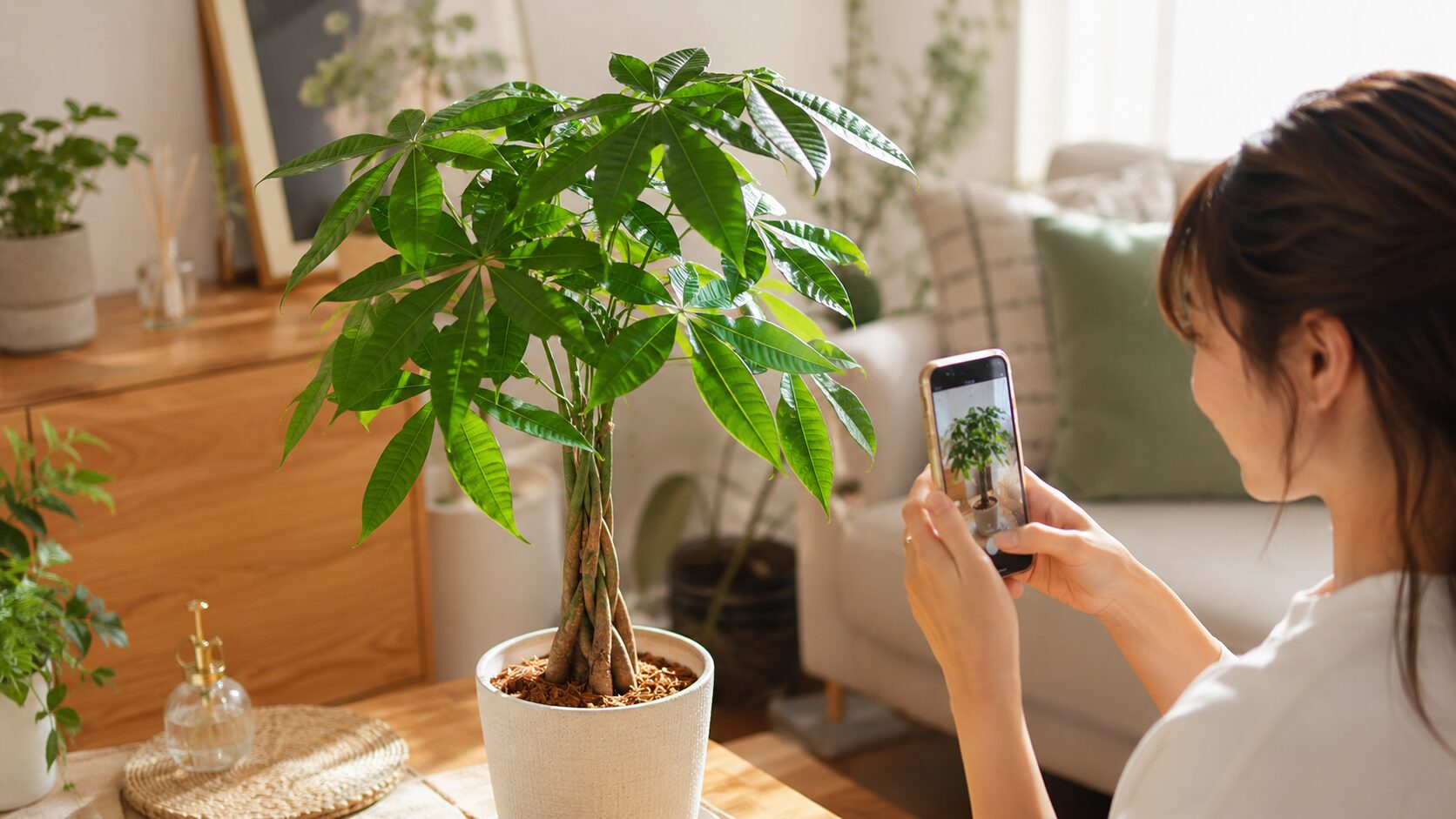 室内で大きく育ったパキラを日本人女性がスマートフォンで撮影している実写画像。ダイソー苗でも育て方次第で立派に成長する口コミイメージが伝わる。