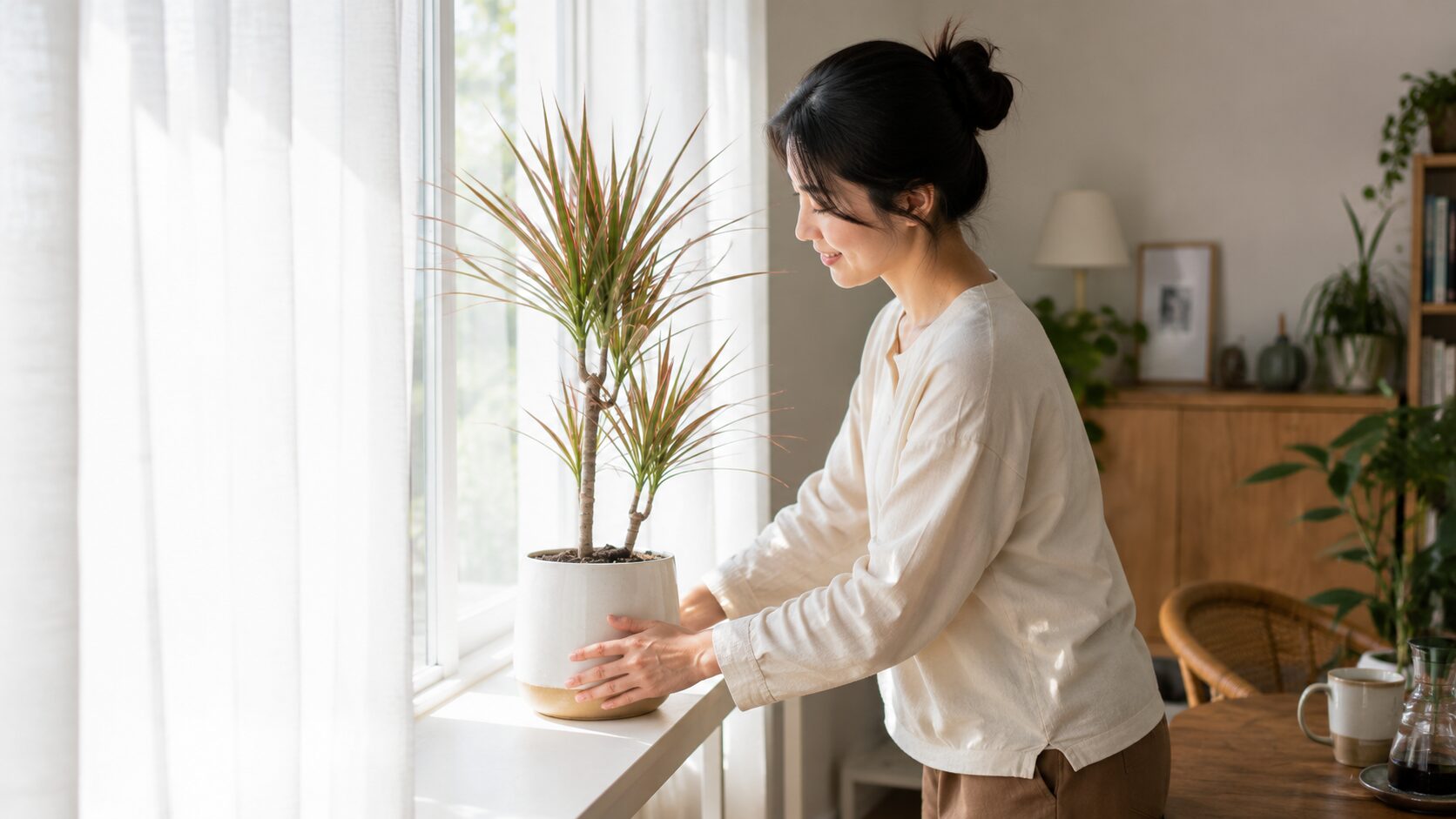 日本人女性が明るい窓辺に鉢植えのドラセナを移動し、光の入る場所へ整えている写真
