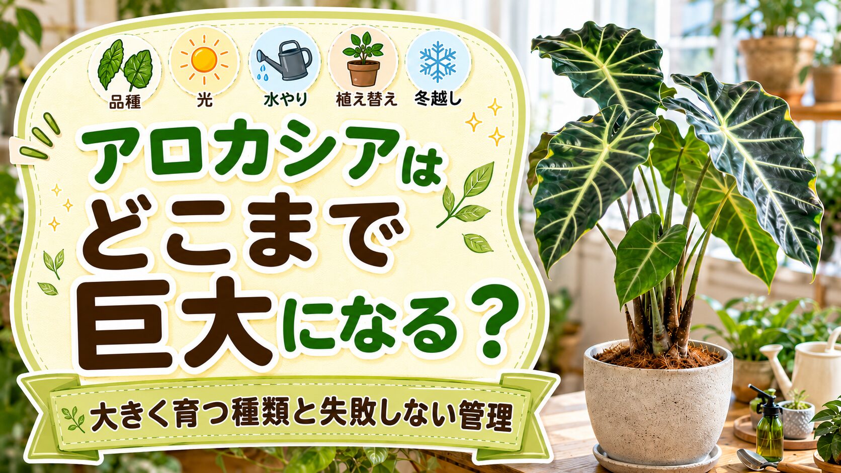 大きなアロカシアの鉢植えと、アロカシアはどこまで巨大になるかをテーマにした見出し文字を配置したアイキャッチ画像。巨大化しやすい種類や育て方、植え替え、冬越しなどの管理ポイントをイメージできるデザイン。