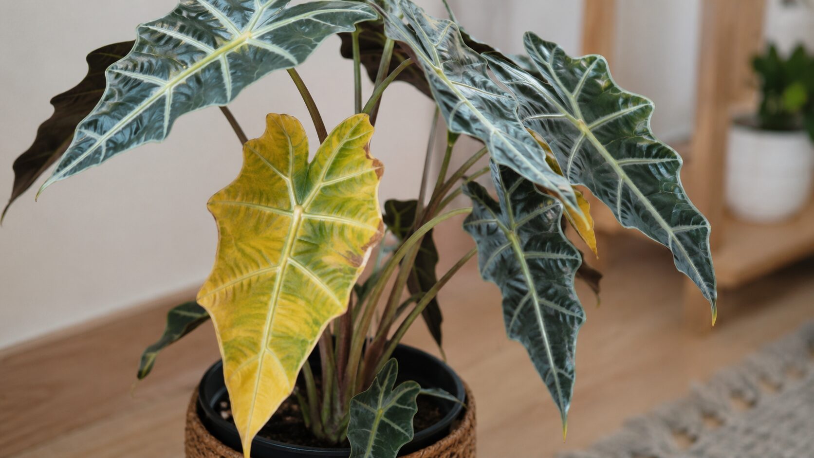 緑の葉の中に黄色く変色した葉が混じるアロカシア・アマゾニカの鉢植え。黄変の原因を解説する見出しに合う画像。