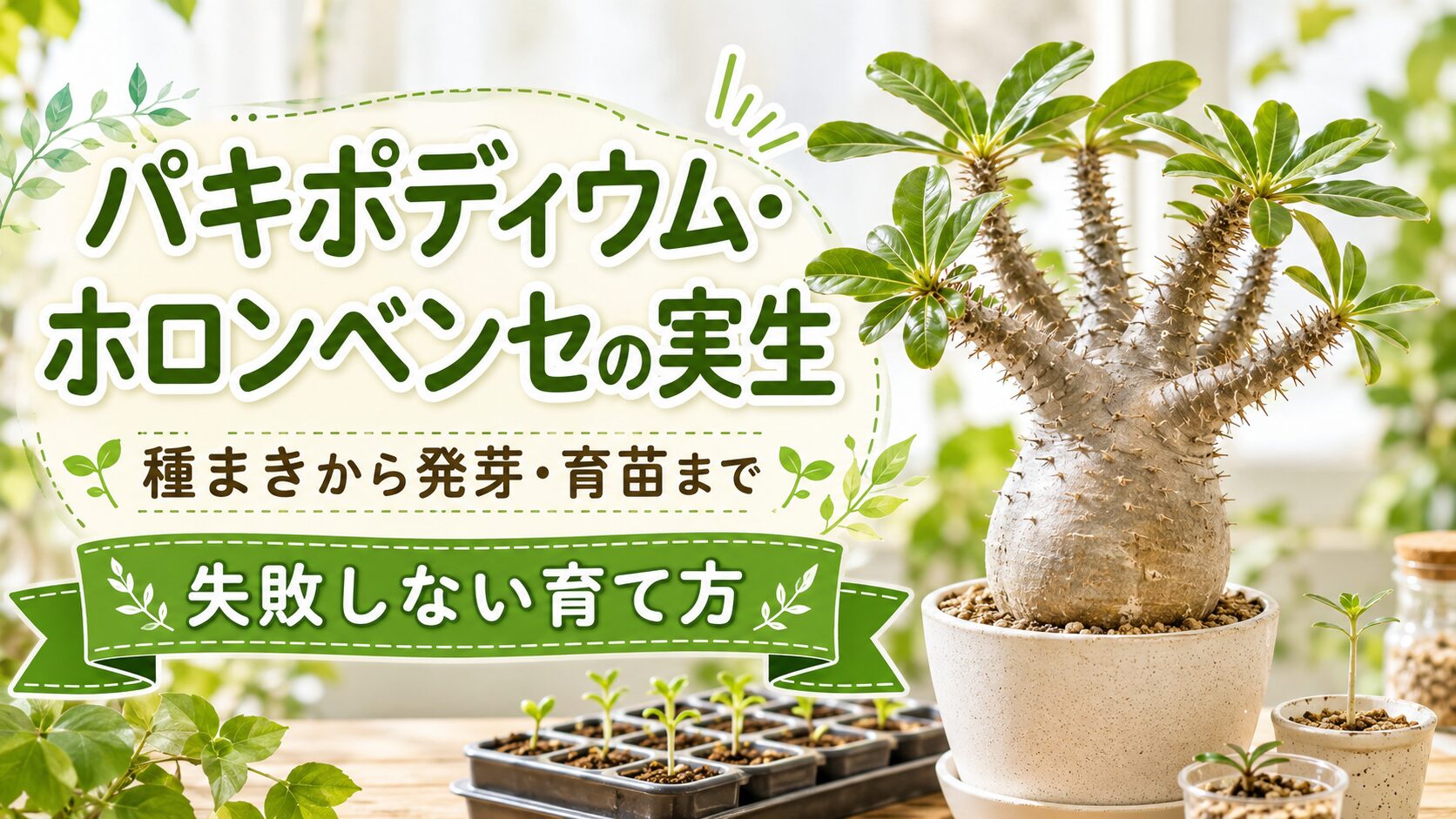 パキポディウム・ホロンベンセ実生の始め方｜種子選びから開花まで