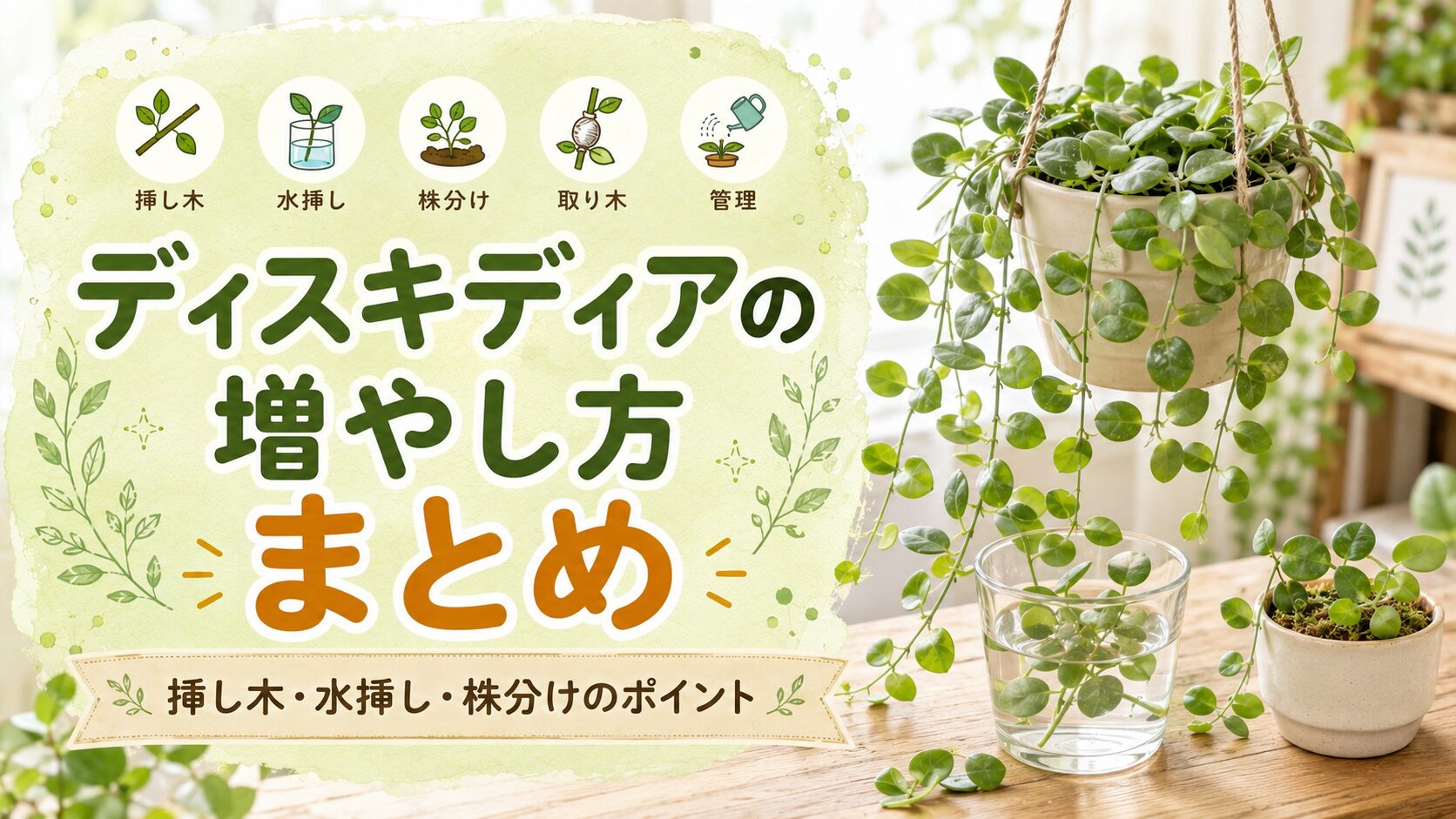     ディスキディアの増やし方と挿し木・水挿し・株分けのポイントをまとめた画像