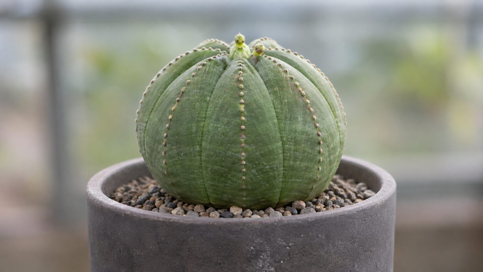 球形で整った稜を持つオベサの鉢植えを写した写真