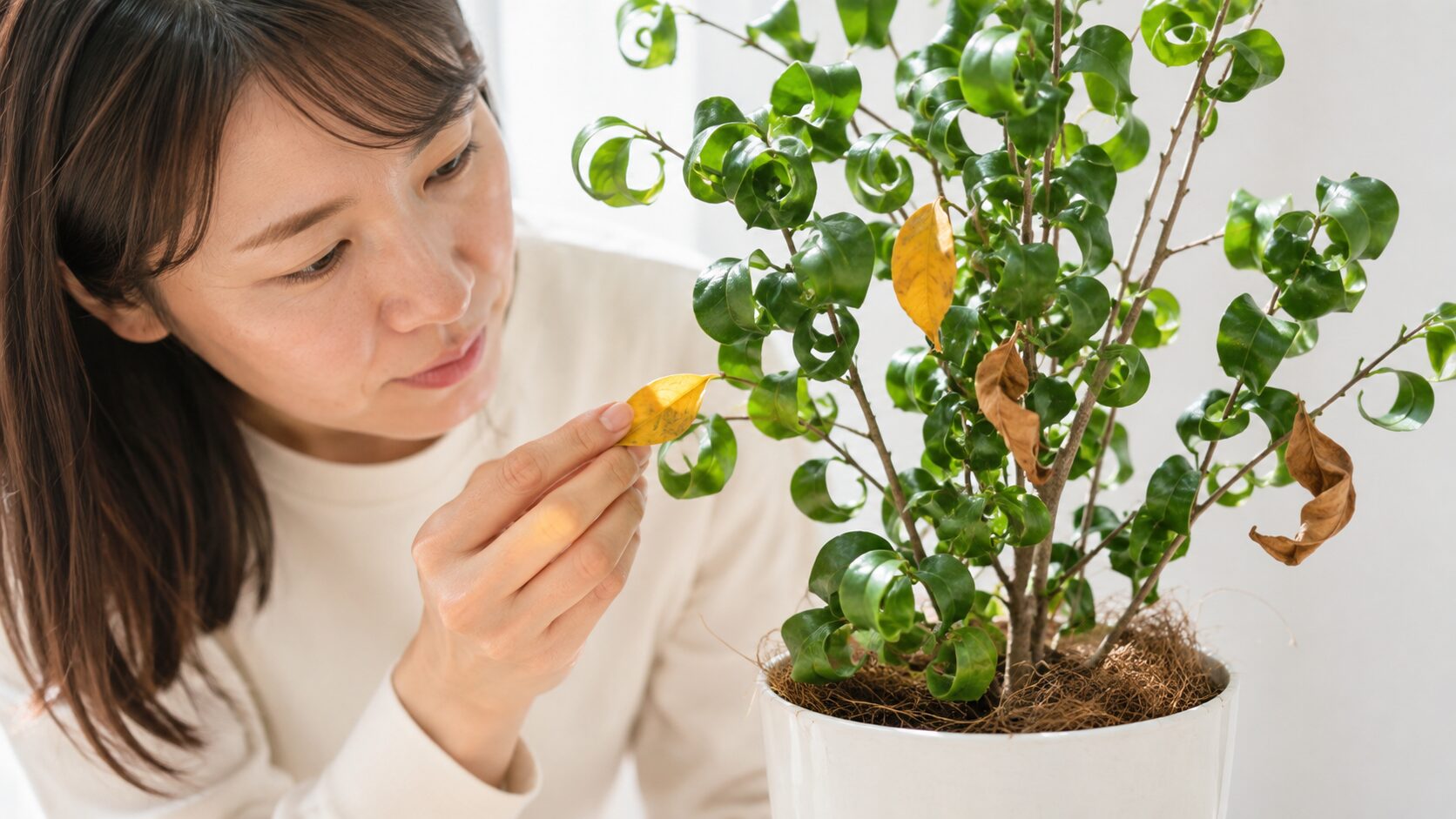 黄色や茶色に変色したベンジャミンバロックの葉を確認する女性