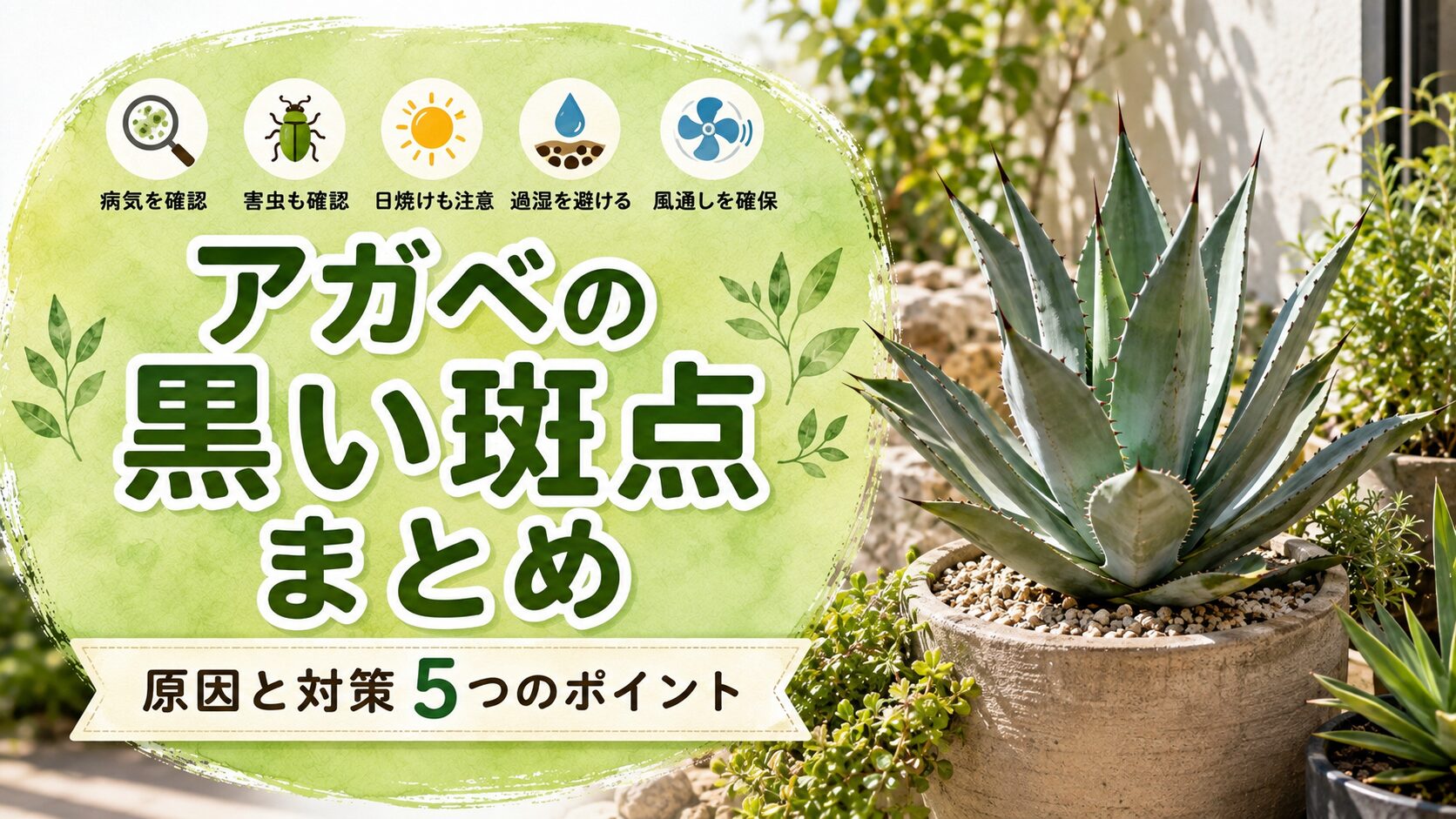 アガベの黒い斑点の原因と対策を5つのポイントでまとめたアイキャッチ画像。病気、害虫、日焼け、過湿、風通しの確認ポイントと鉢植えのアガベをわかりやすく紹介している。