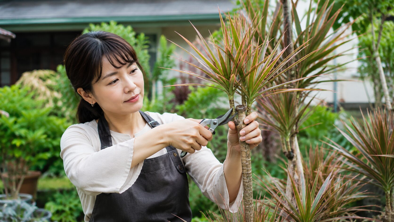 伸びすぎた地植えドラセナの幹を剪定する女性