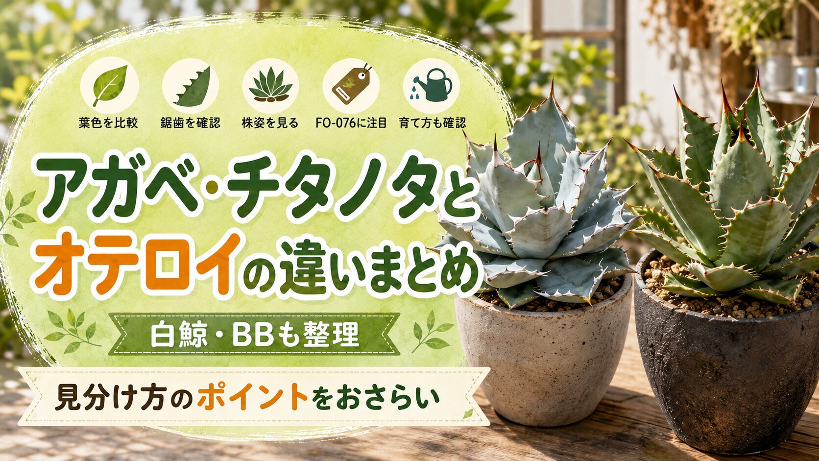 アガベ・チタノタとオテロイの違いをまとめた見出し画像。青白いチタノタと緑色のオテロイを並べ、葉色・鋸歯・株姿・FO-076・白鯨・BBのポイントをおさらいできる内容を表現している