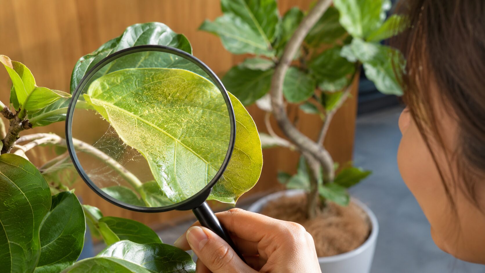 虫眼鏡でウンベラータの葉裏を確認しハダニ被害を調べる様子