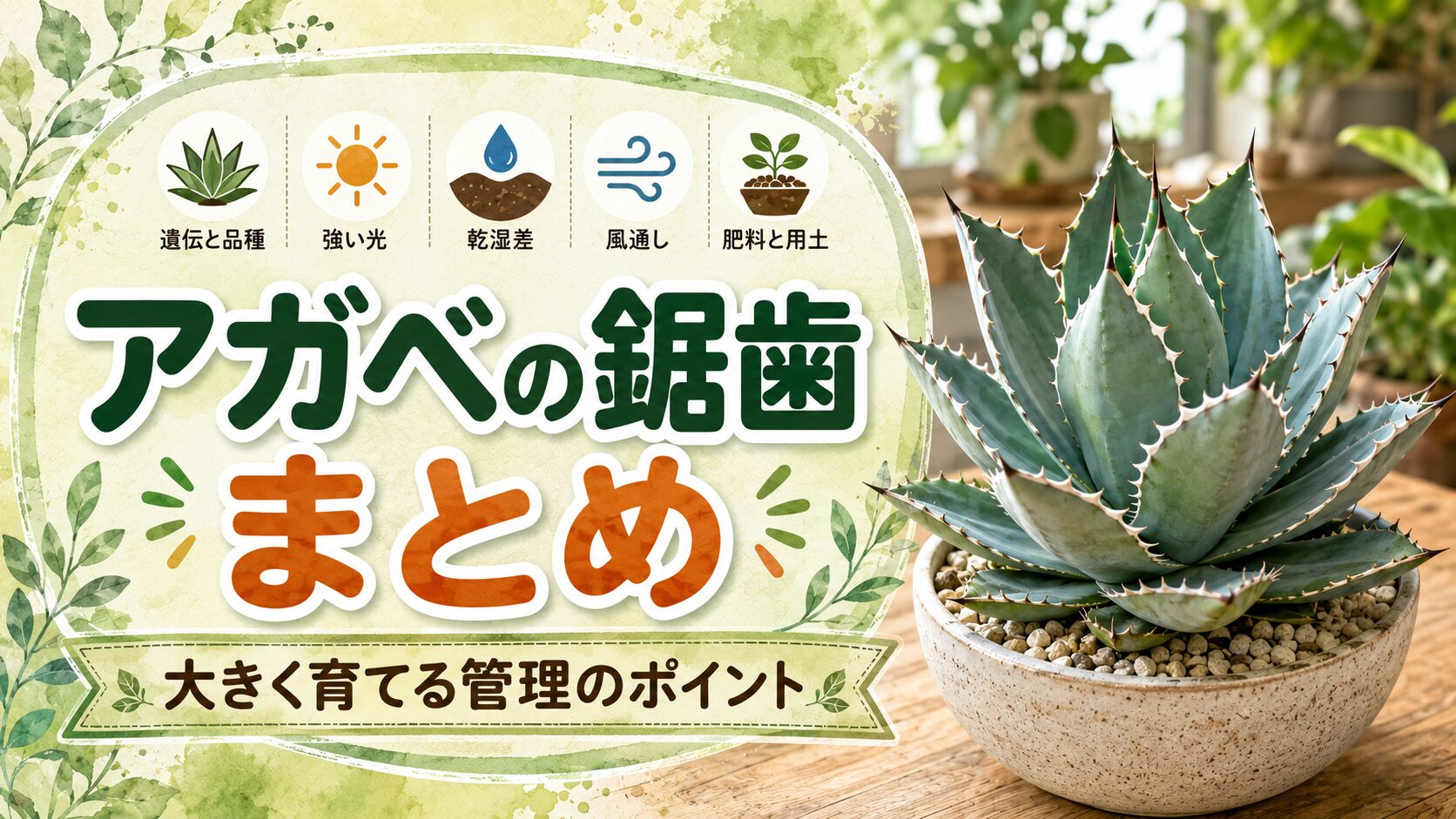 アガベの鉢植えと、遺伝と品種・強い光・乾湿差・風通し・肥料と用土のポイントをまとめた、アガベの鋸歯を大きく育てる管理方法のまとめ画像。
