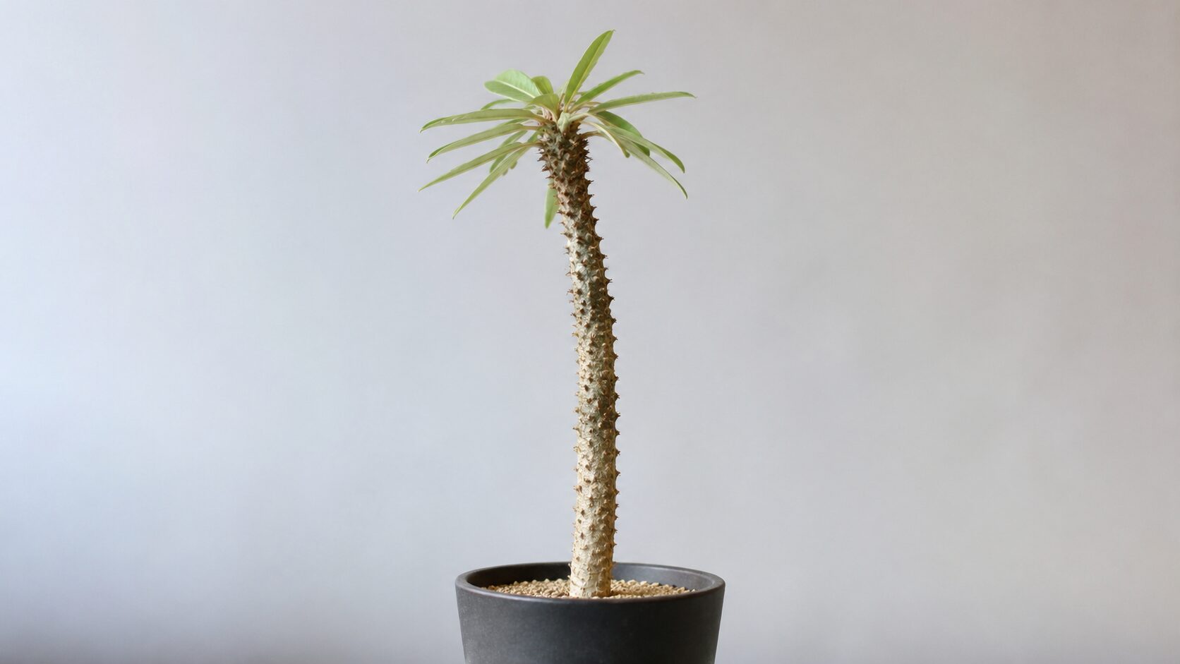 徒長したソテツキリンの全体像。細く長く伸びた幹と上部に集まる葉が分かる、徒長の特徴を示す写真。
