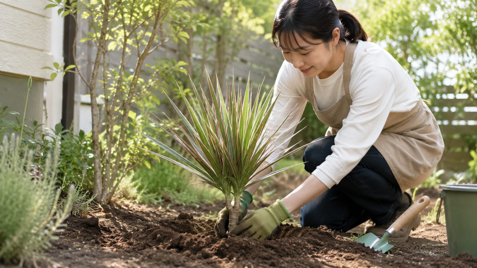 春の庭でドラセナを地植えする日本人女性