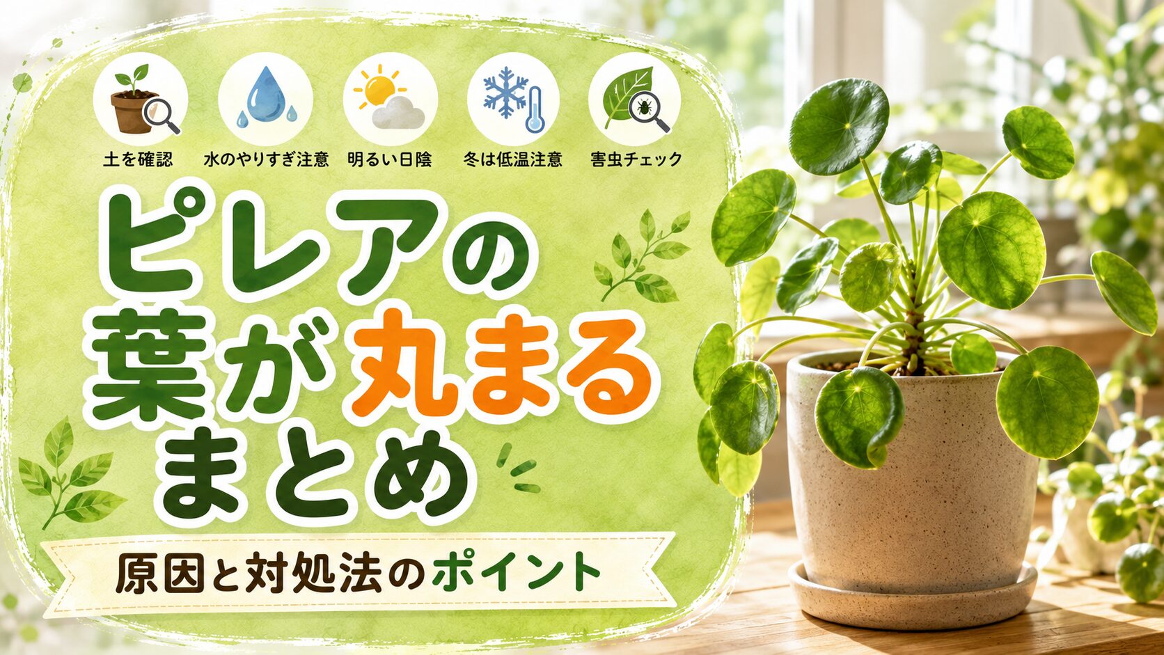ピレア・ペペロミオイデスの鉢植えと、葉が丸まる原因や対処法のポイントをまとめた記事用の一覧イメージ