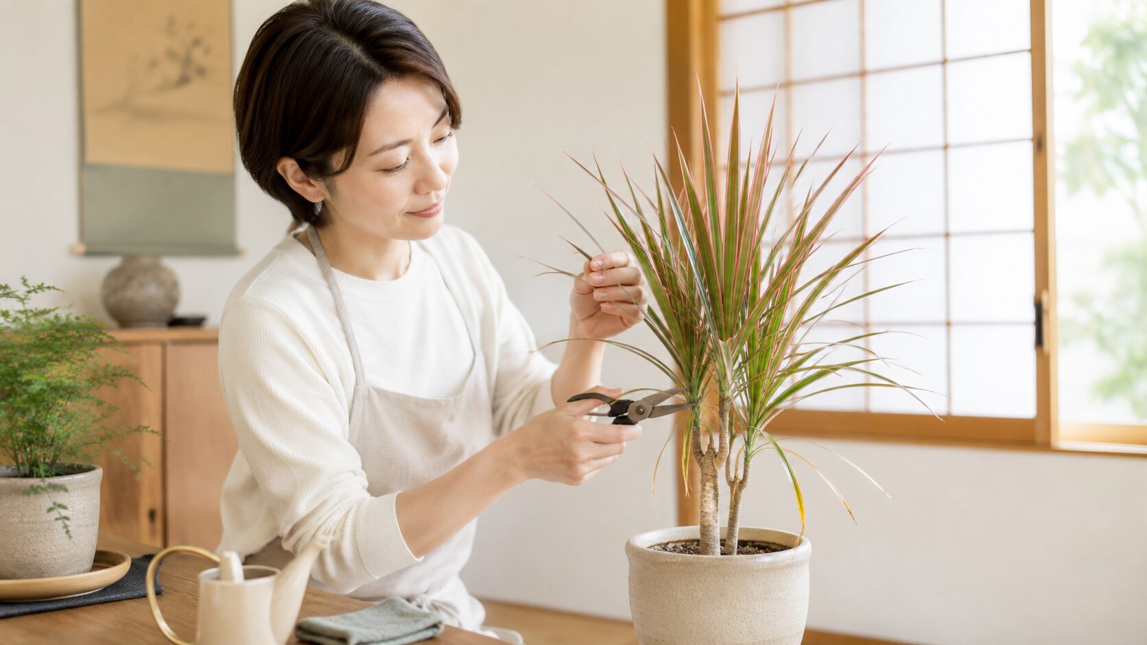 枯れかけたドラセナの傷んだ葉を手入れする日本人女性