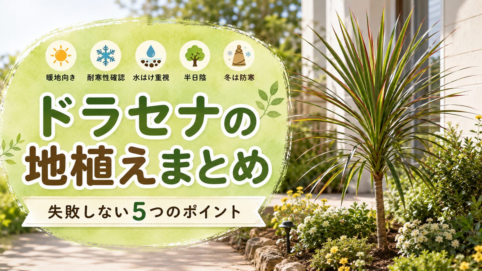 ドラセナの地植えで失敗しない5つのポイントをまとめた画像
