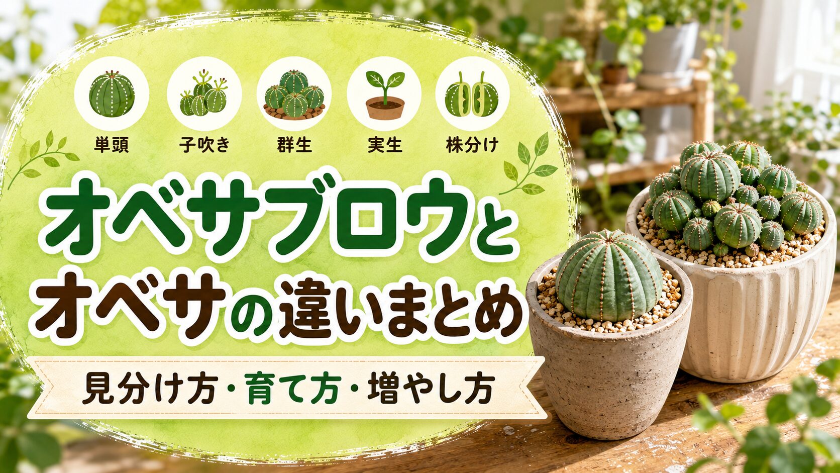 オベサブロウとオベサの違いをまとめた画像。単頭のオベサと群生するオベサブロウを並べ、見分け方・育て方・増やし方のポイントを分かりやすく整理したデザイン