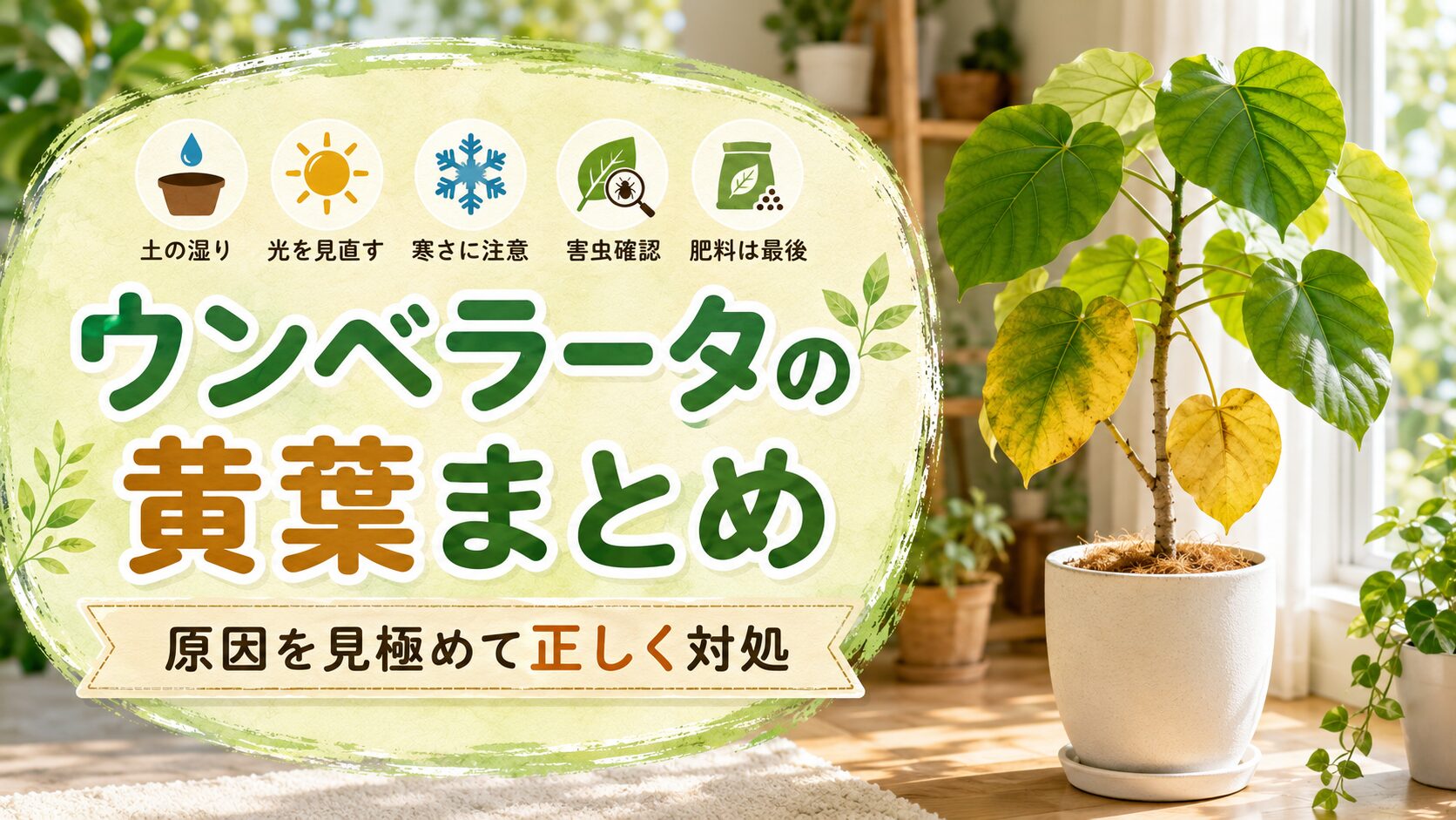 ウンベラータの黄葉原因を土・光・寒さ・害虫・肥料から確認するまとめ画像