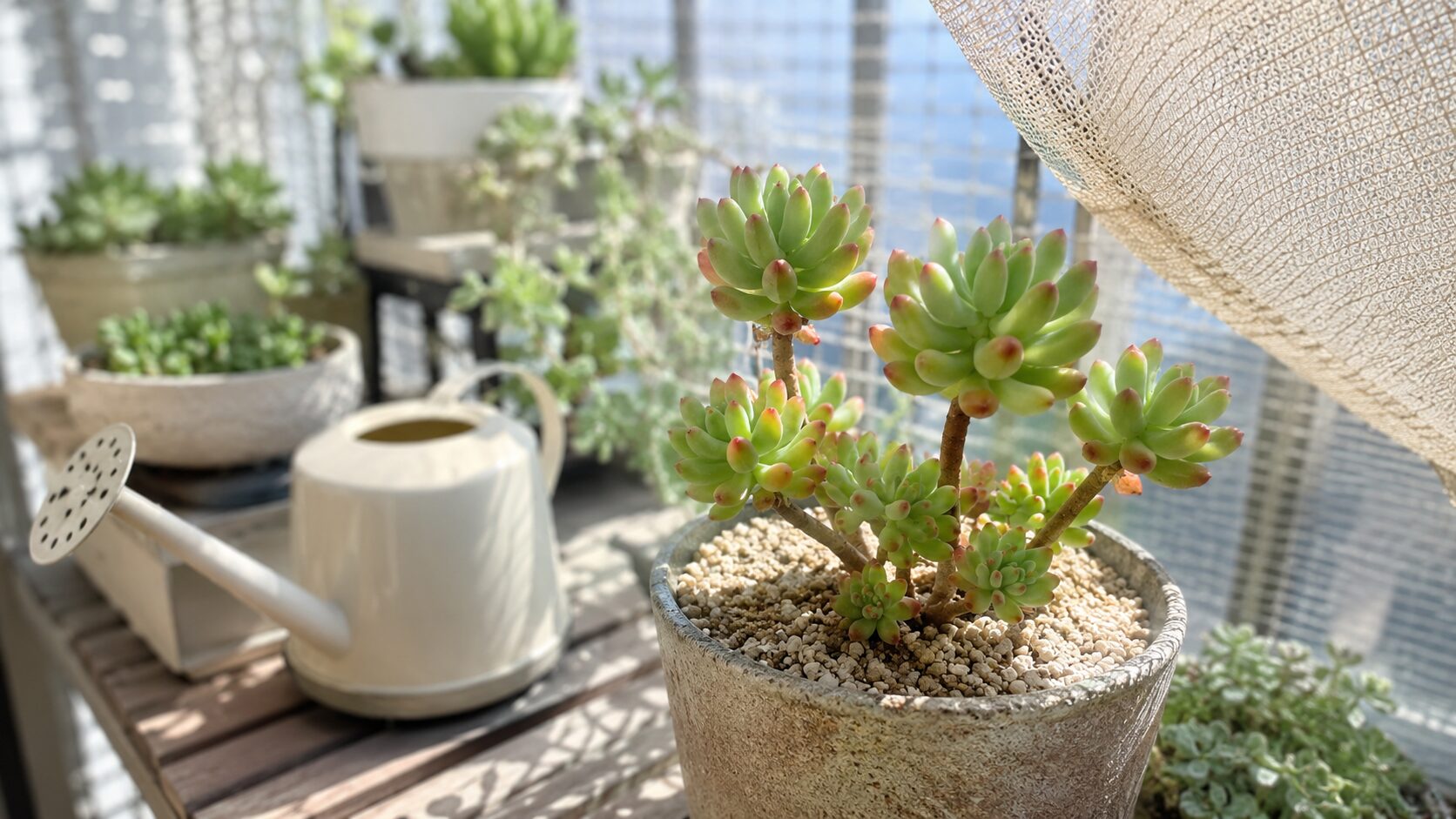 明るいベランダで育つ乙女心の鉢植えとじょうろの写真。季節に応じた日当たりと水やり管理をイメージできる。