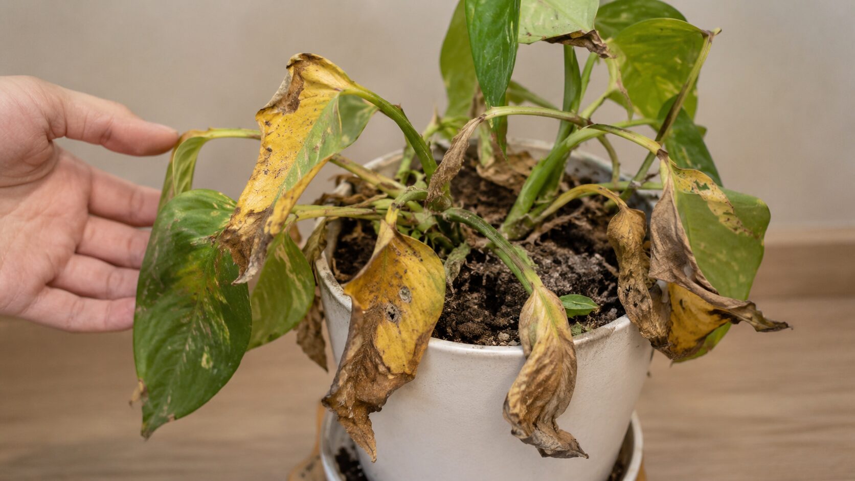 葉が黄変して枯れ込み買取が難しい状態の観葉植物