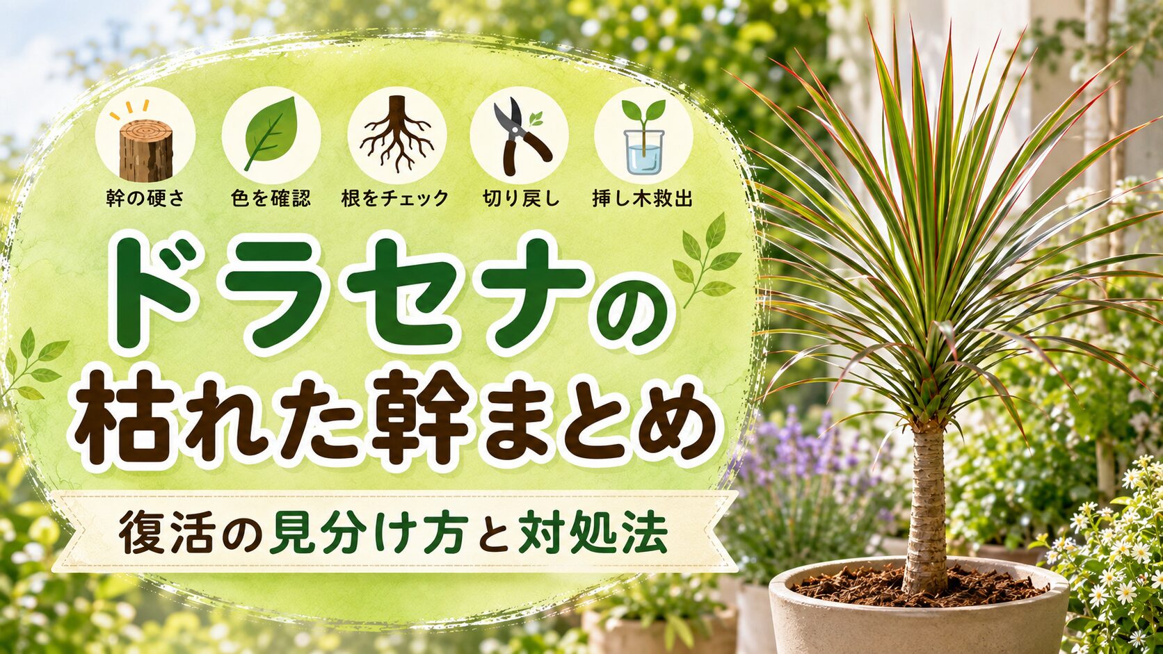 ドラセナの枯れた幹について、幹の硬さや色、根の確認、切り戻し、挿し木による救出方法をまとめた画像