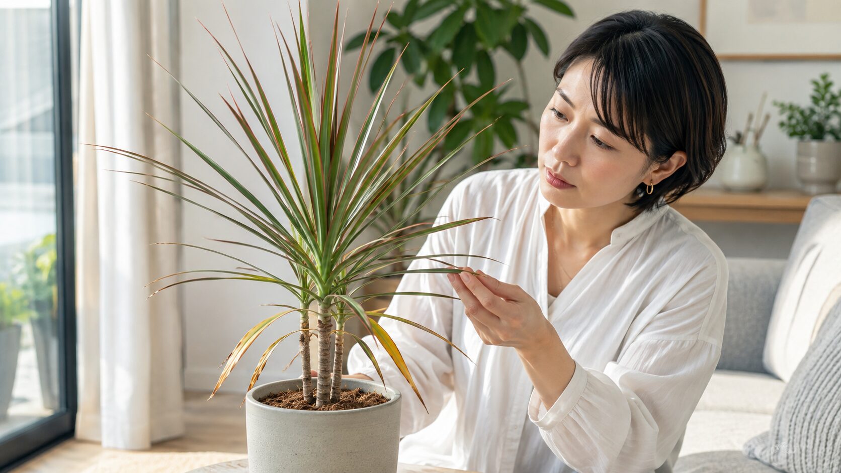 葉先の枯れや下葉の黄変を確認する女性と鉢植えのドラセナ