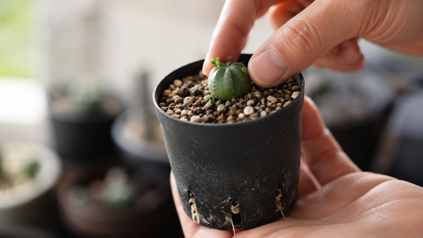 小さな鉢に植えたオベサブロウの子株を手に持ち、発根後の安定した生育を確認している様子の写真
