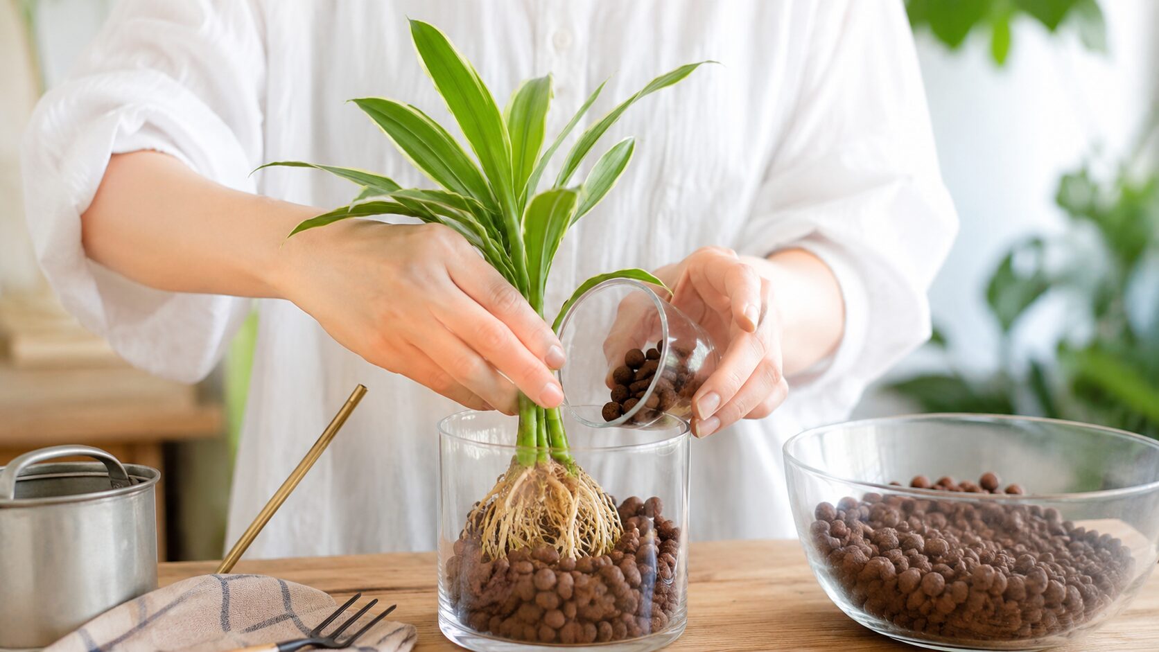 ドラセナをハイドロボールでハイドロカルチャーに植え替える様子