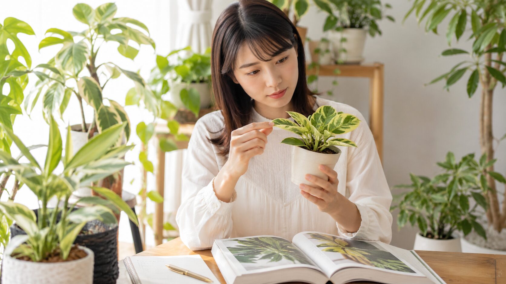 観葉植物の名前がわからないときに、葉や全体の特徴を見ながら種類を見分ける日本人女性