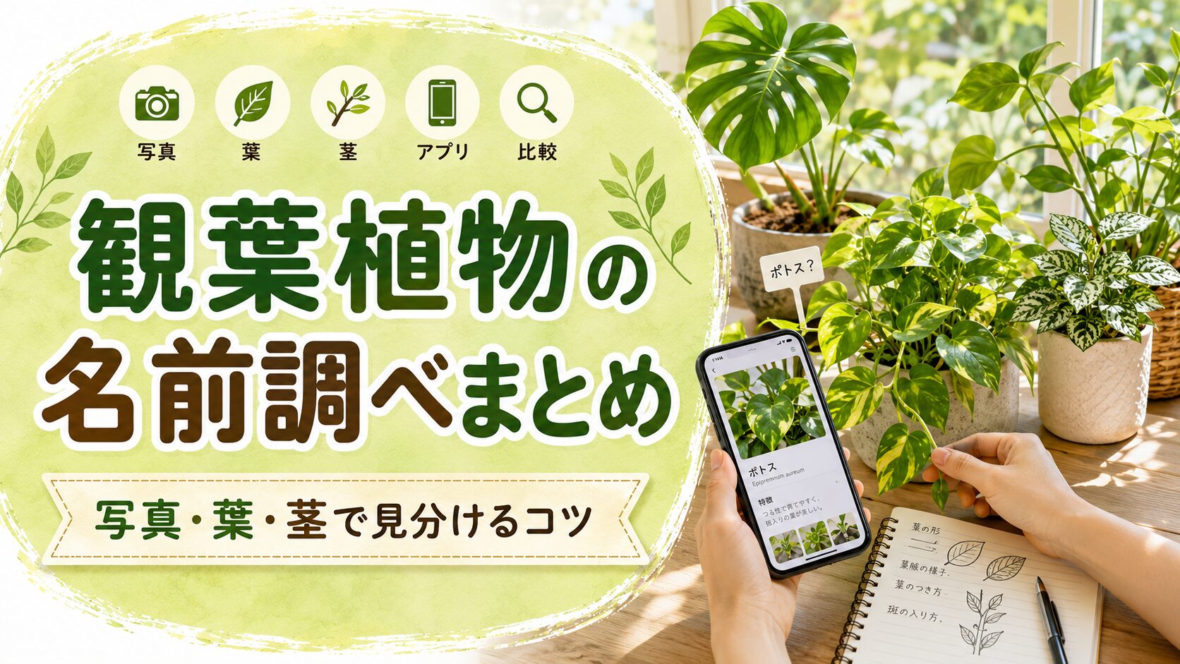 観葉植物の名前がわからないときに写真・葉・茎やアプリを使って種類を調べる方法のまとめ画像