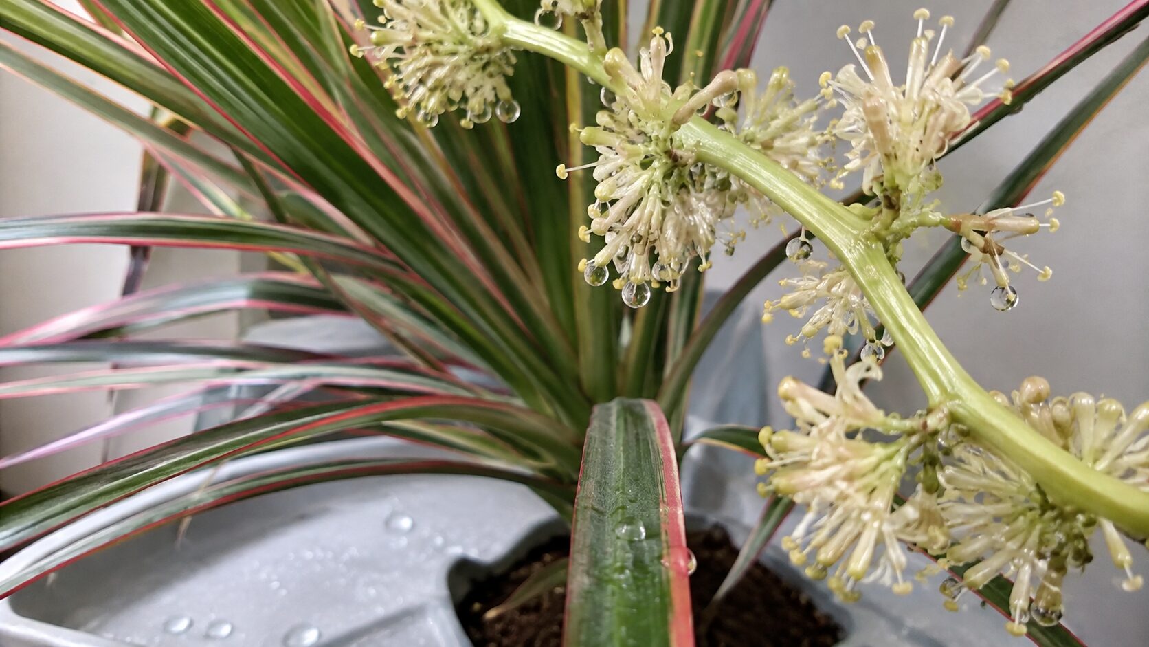 ドラセナの花穂に付いたベタベタした蜜のしずく