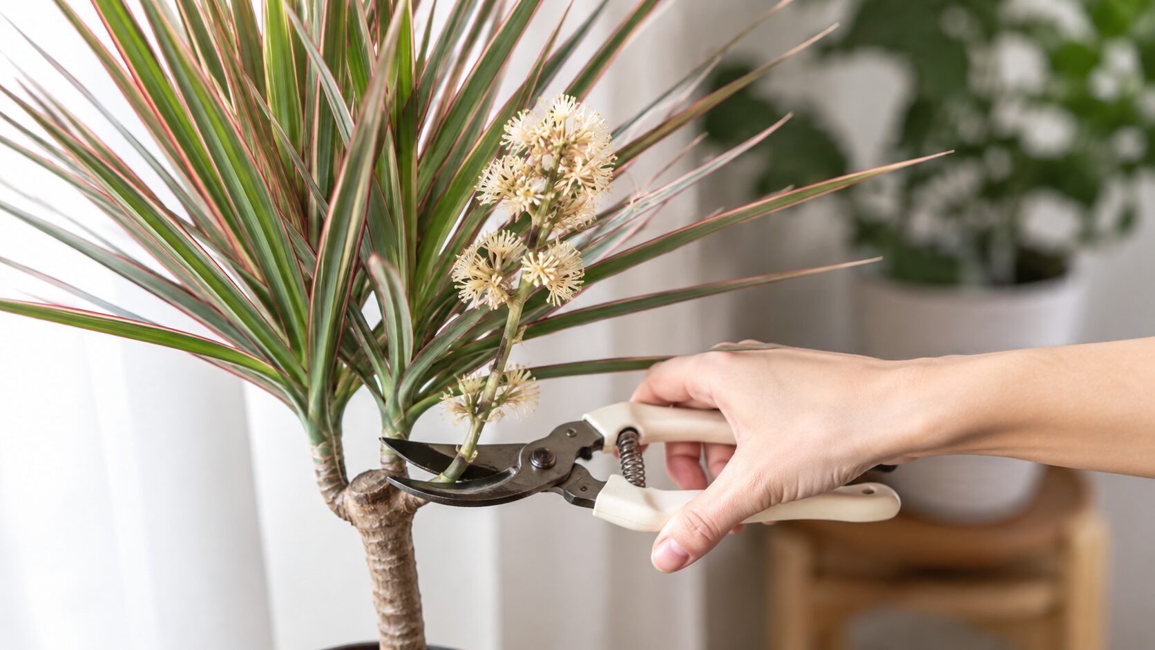 ドラセナの花茎を剪定ばさみで切る手元