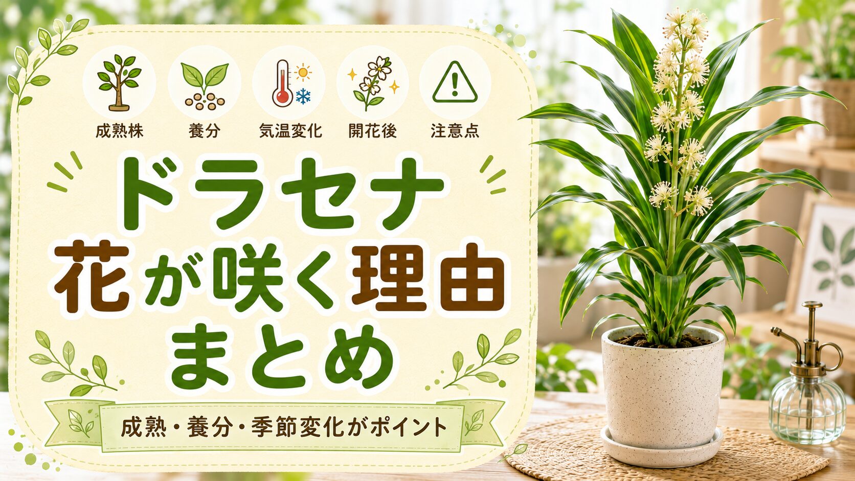 ドラセナに花が咲く理由と開花後の注意点をまとめた画像