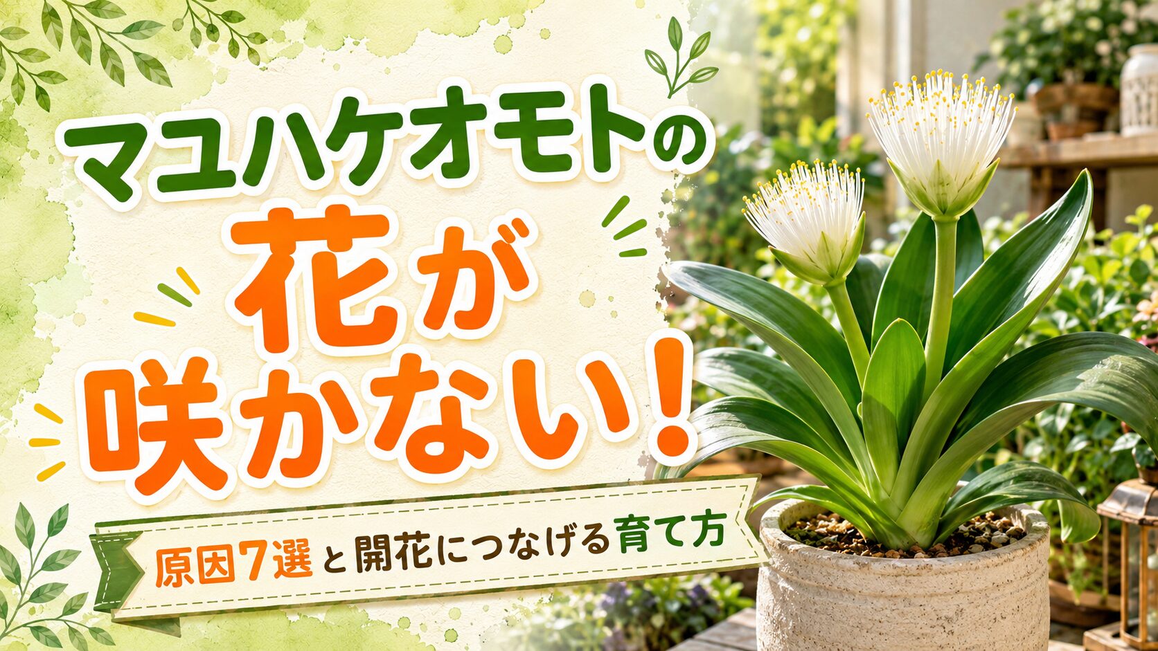 マユハケオモトの花が咲かない原因7選と、開花につなげる育て方をイメージしたアイキャッチ画像。白い刷毛状の花が咲くマユハケオモトの鉢植えと記事タイトルを大きく配置。