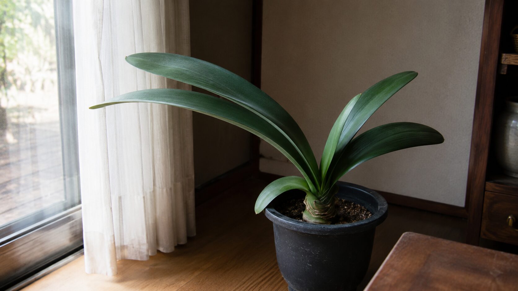 窓辺のやや暗い室内に置かれたマユハケオモトの鉢植えで、日照不足による花芽不足をイメージした見出し画像