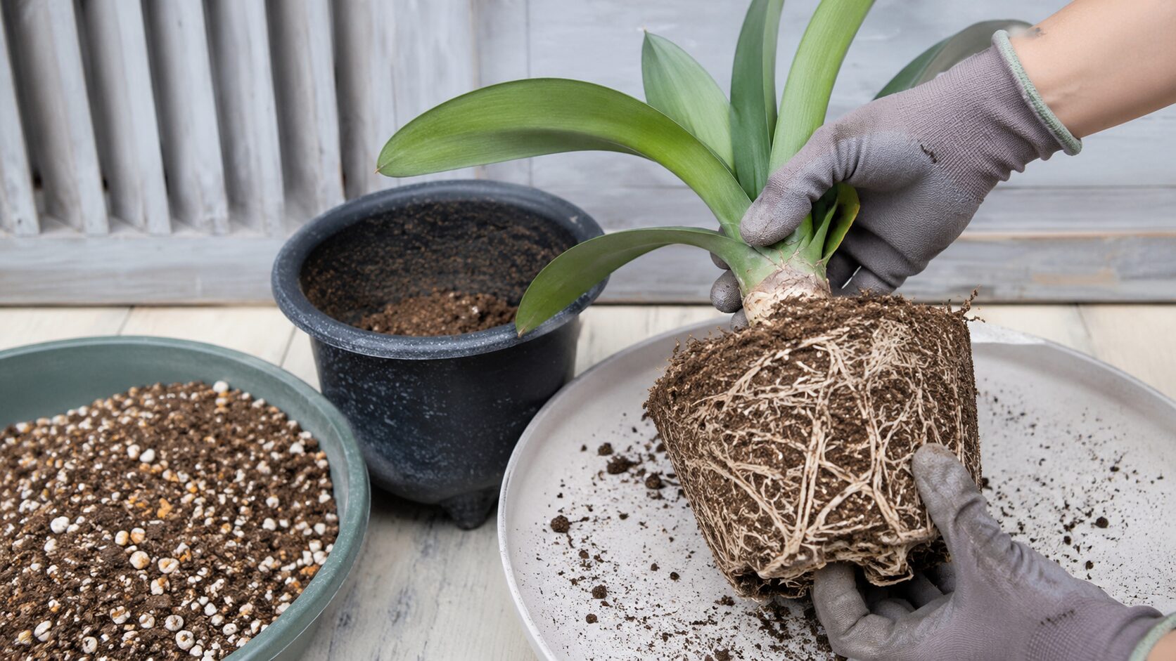 根が回ったマユハケオモトを鉢から抜き、植え替え作業をしている様子を写した根詰まりと用土の問題の見出し画像