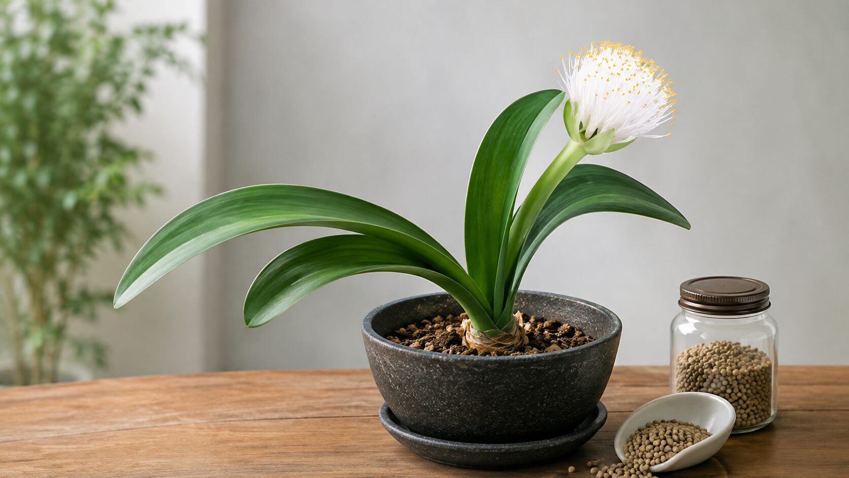 白い花を咲かせたマユハケオモトと粒状肥料を並べ、開花につなげる適切な肥料管理をイメージした画像