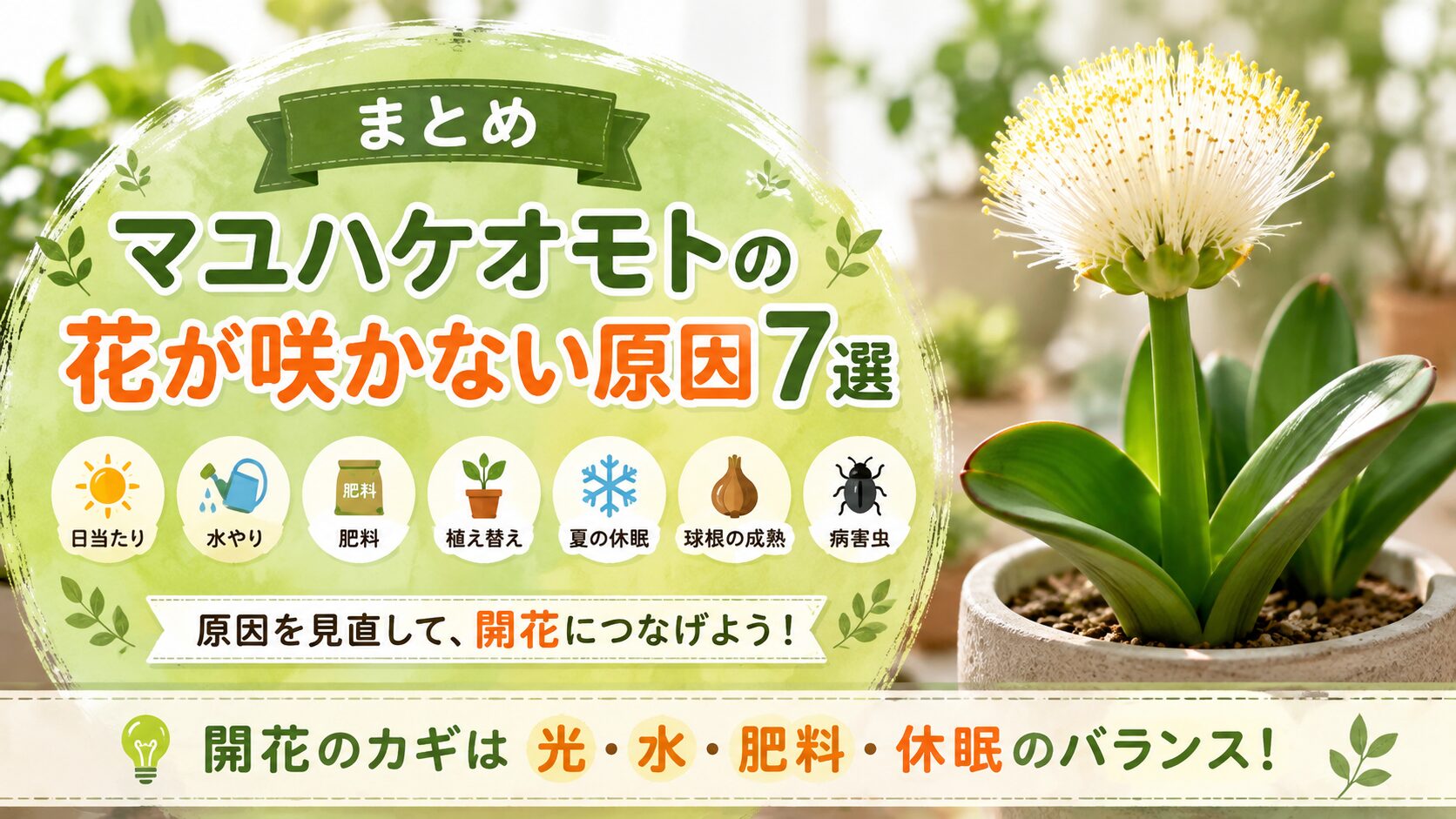 マユハケオモトの花が咲かない原因7選と、日当たり・水やり・肥料・植え替え・球根の成熟・病害虫など開花につなげるポイントをまとめた画像