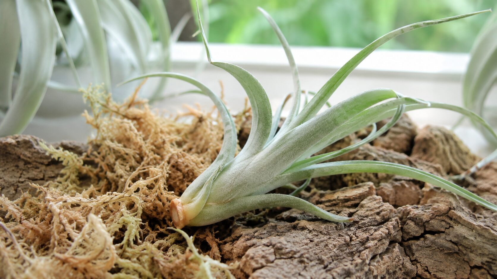 株分けしたキセログラフィカの子株を水苔とバークで発根管理する様子