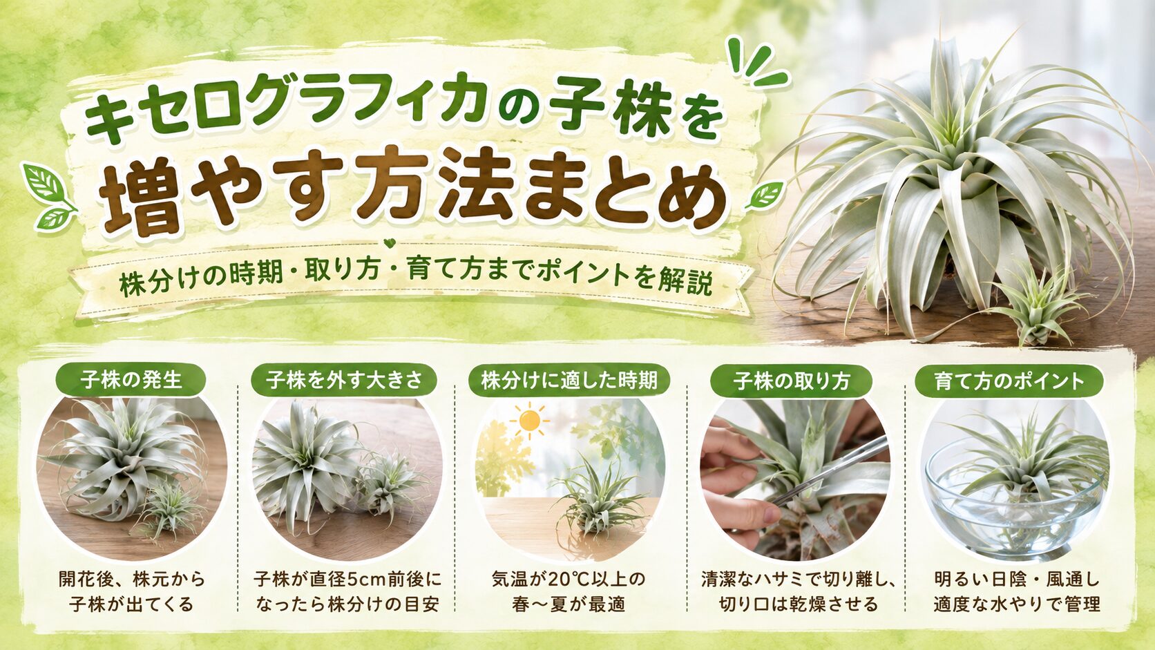 キセログラフィカの子株の増やし方をまとめた画像。子株の発生時期や株分けの目安、取り方、発根のコツ、水やりや光・風通しなどの管理ポイントを分かりやすく紹介