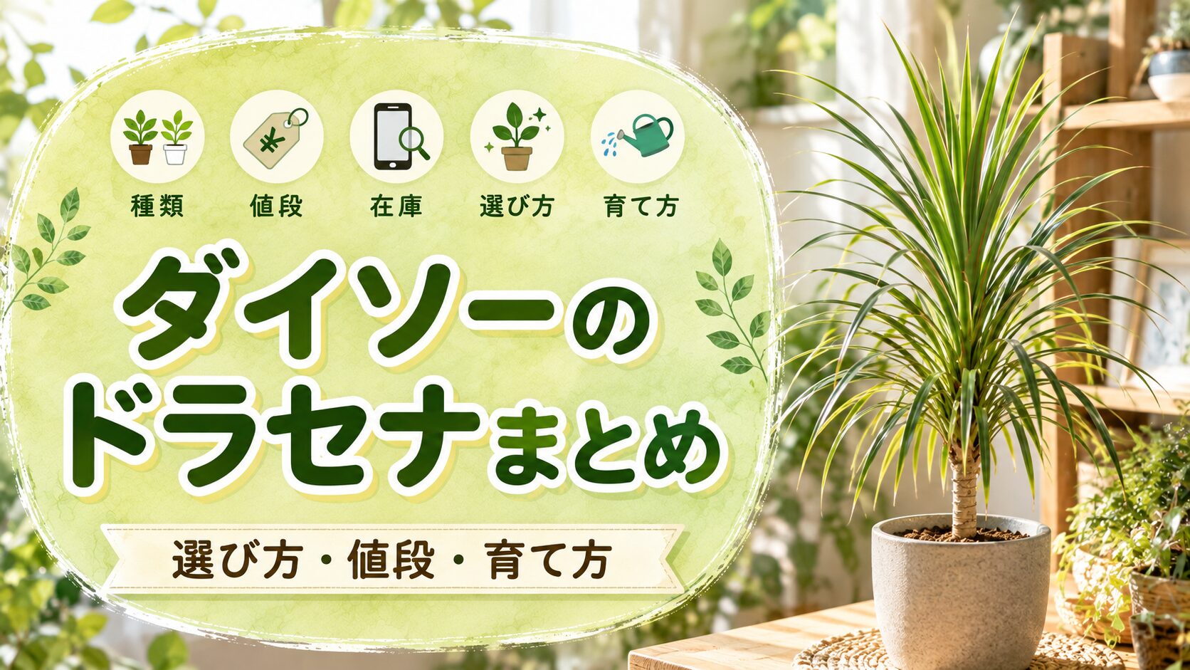 ダイソーのドラセナの種類・値段・在庫・選び方・育て方まとめ