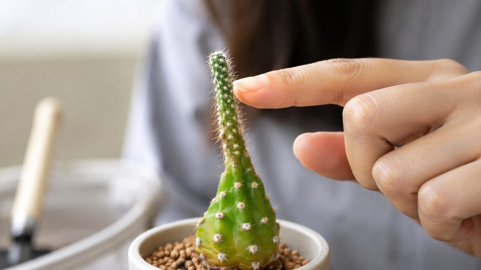 サボテンの細く伸びた成長点を確認して徒長を見分ける様子