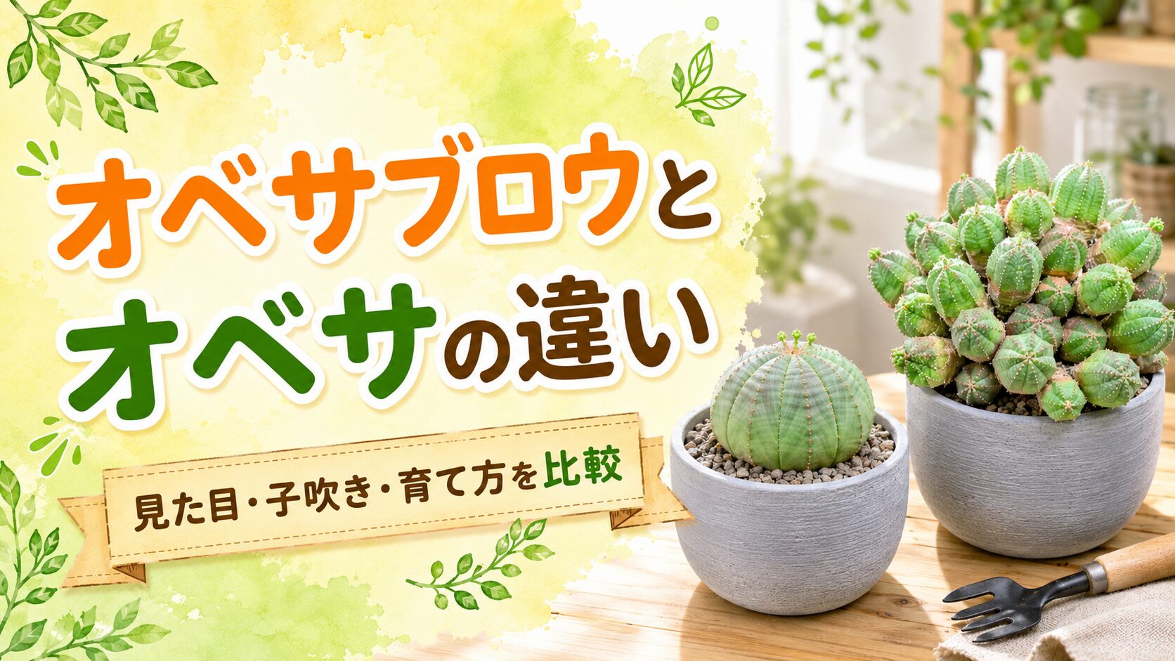 オベサブロウとオベサの違いを解説するアイキャッチ画像。単頭のオベサと群生するオベサブロウを並べ、見た目・子吹き・育て方を比較する内容を表現したデザイン