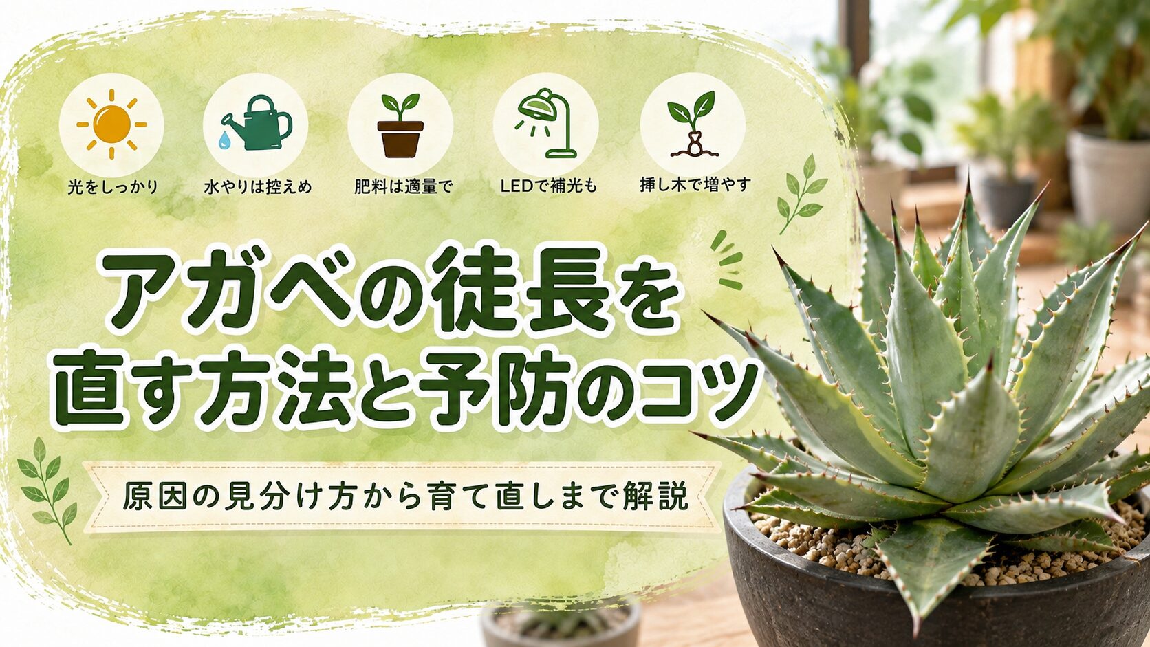 アガベの徒長を直す方法と予防のコツを、光・水やり・肥料などの管理ポイントとともにまとめた画像