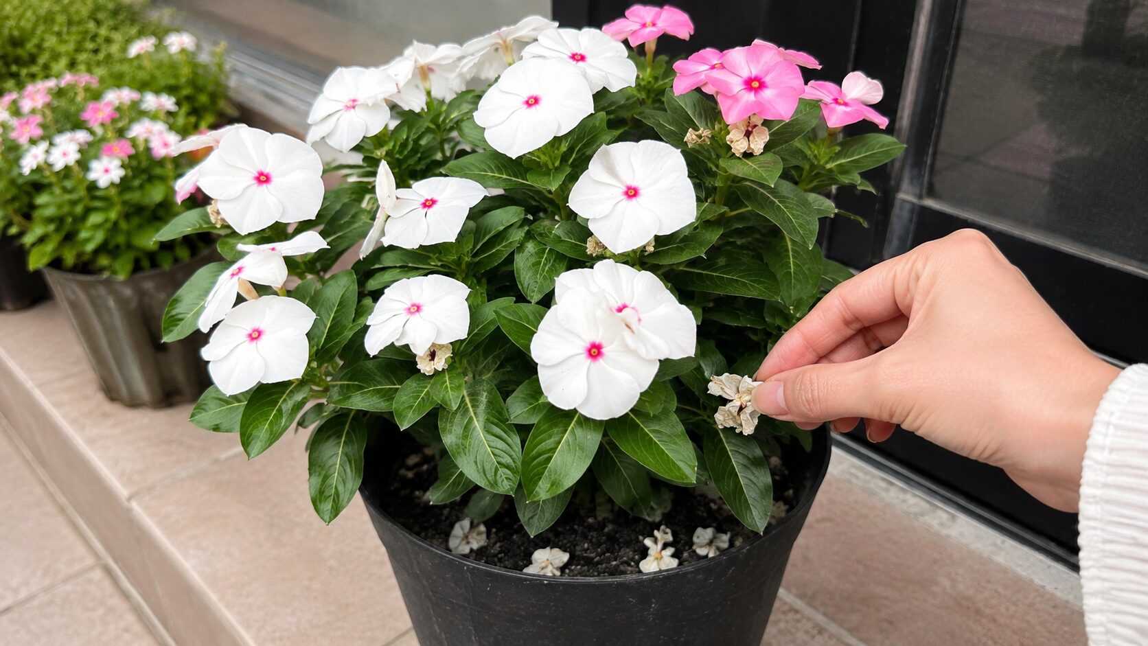 咲き終わった日々草の花がらを手で摘み取っている様子