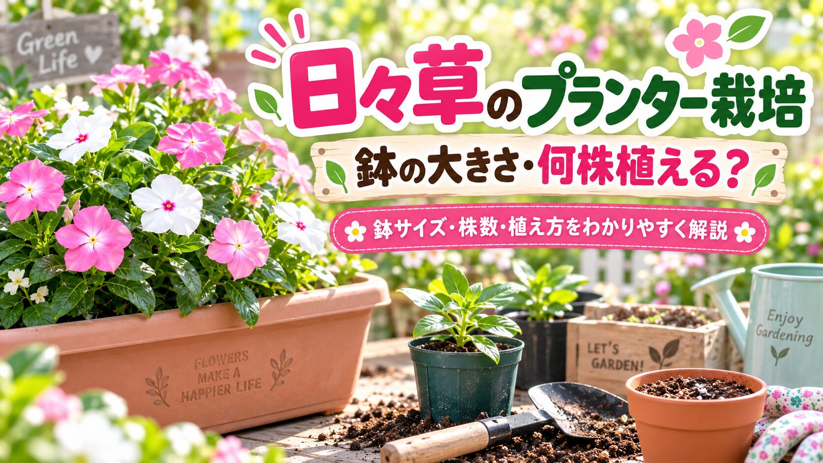 ピンクと白の日々草をプランターで育てる様子と、鉢の大きさ・株数・植え方のポイントを紹介するアイキャッチ画像