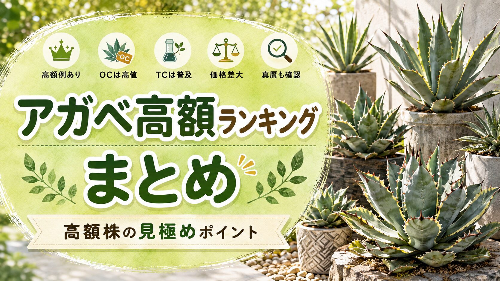 アガベ高額ランキングのまとめ画像。高額例、OCとTCの違い、価格差、真贋確認のポイントを、複数のアガベ写真とともに分かりやすく表現した画像